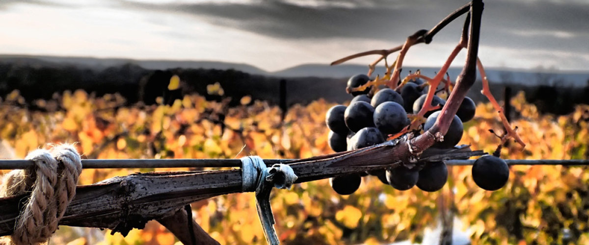 fall vines