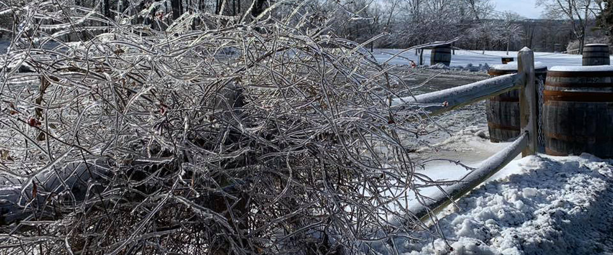 frozen bushes