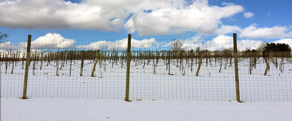 winter at the vineyard